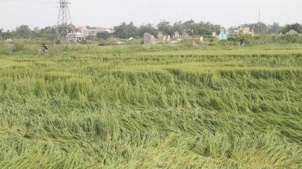 Thừa Thiên - Huế: Sẽ đề nghị Trung ương hỗ trợ giống lúa