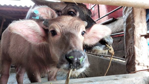 Chăn nuôi trâu bò, chẳng lo bệnh dịch