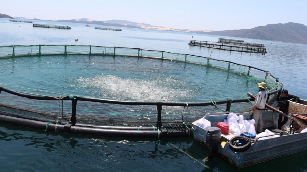 Khánh Hòa định hướng nuôi biển công nghiệp