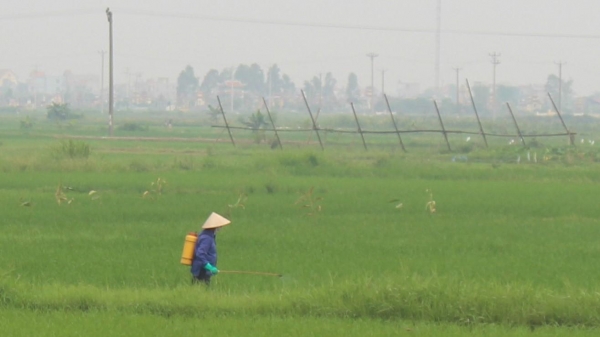 Nam Định: Tập trung phòng trừ sâu cuốn lá nhỏ