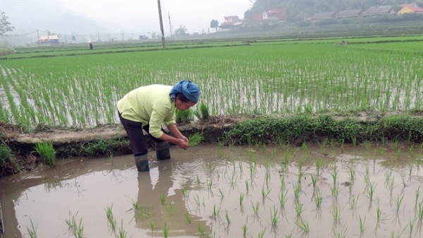 Nghệ An: Tiết kiệm nước tưới vụ hè thu - mùa