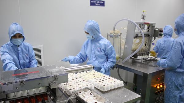 Sản xuất và sử dụng vacxin cúm gia cầm H5N1 tại Việt Nam