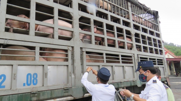 Quảng Bình: Phát hiện 342 con lợn vận chuyển không rõ nguồn gốc