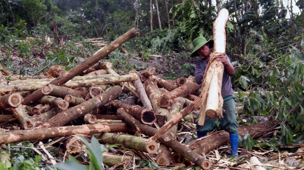 Thanh Hóa: Phấn đấu mỗi năm có thêm 1 nghìn ha rừng FSC