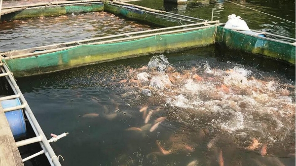 Thừa Thiên- Huế: Hàng chục tấn cá diêu hồng bí đầu ra