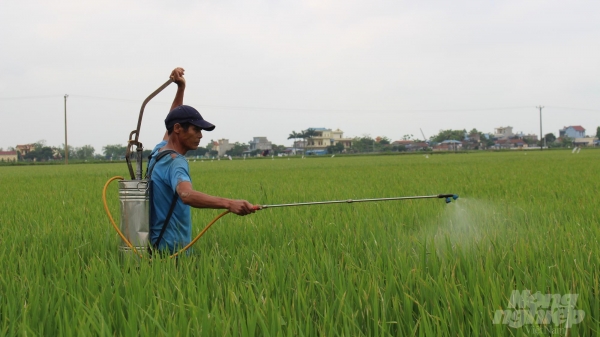 Nam Định: Cẩn trọng sâu bệnh hại lúa
