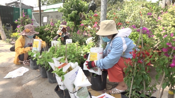 Sức mua hoa kiểng tại Sa Đéc bắt đầu tăng mạnh