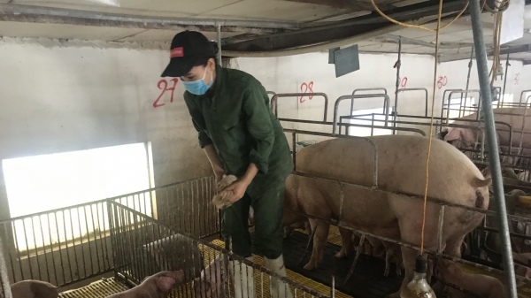 Hưng Yên: Tập trung tăng đàn lợn tại chỗ, đảm bảo an toàn sinh học