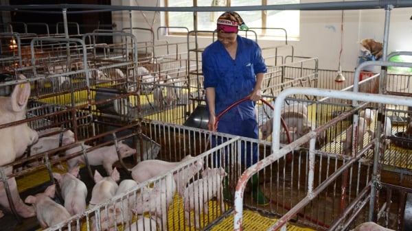Yên Bái: Hỗ trợ mạnh tái đàn lợn