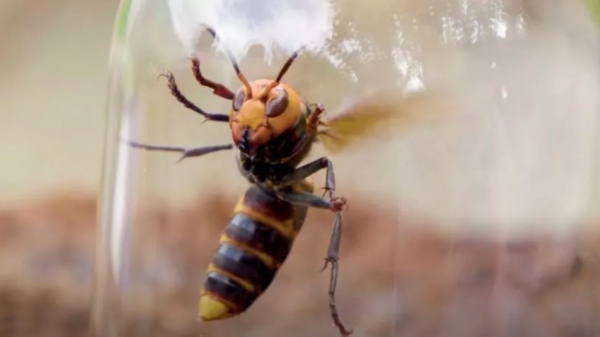 Ong sát thủ khổng lồ - mối đe dọa mới của nông nghiệp Mỹ