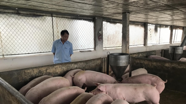 Thái Nguyên: Tái đàn lợn không vội vã và cơ học