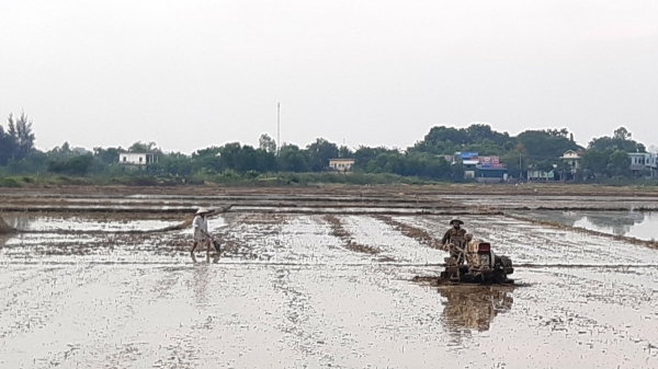 Hương Trà tiếp tục tái cơ cấu ngành nông nghiệp trong vụ hè thu