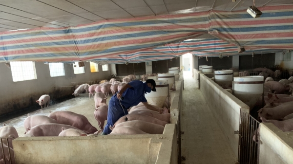 Doanh nghiệp kiến nghị dành quỹ đất cho tái đàn lợn