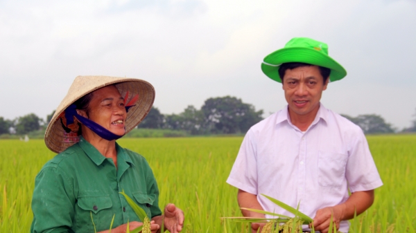 Hiệu quả liên kết sản xuất lúa TBR225 và Thái Xuyên 111