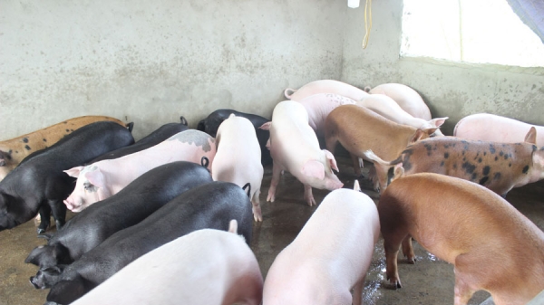 Phát triển đàn lợn nông hộ trong gian khó