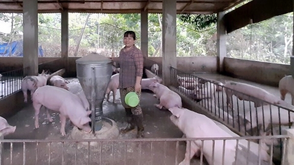 Lợn an toàn sinh học trụ vững trước dịch bệnh