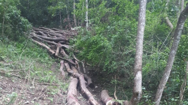 Vụ rừng phòng hộ Nà Mòn bị chặt phá có dấu hiệu bất thường