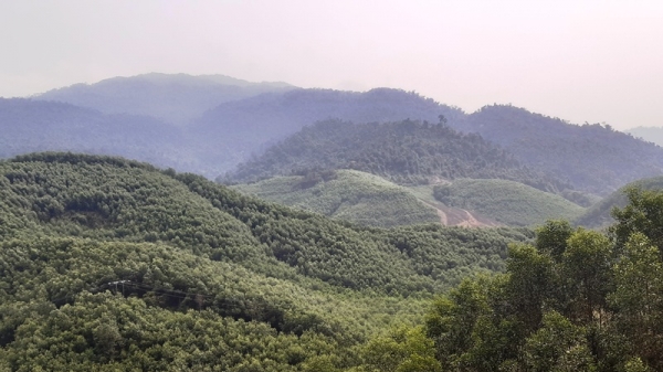 Thừa Thiên- Huế: Ổn định độ che phủ rừng