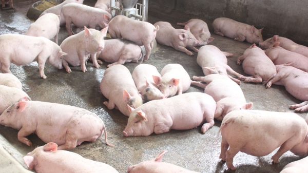 Nghệ An: Tăng nhanh đàn lợn trong trang trại