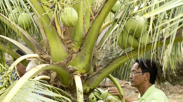 Nâng chất chuỗi giá trị cho dừa Trà Vinh