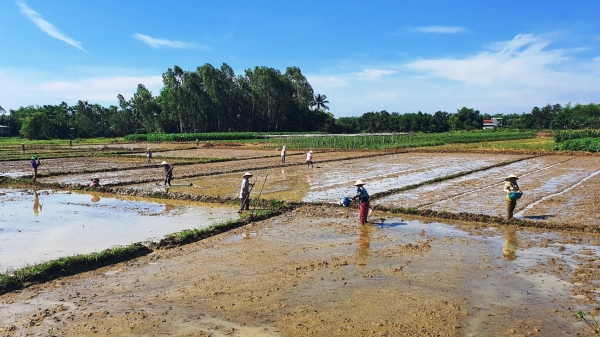Quảng Nam ứng phó khô hạn