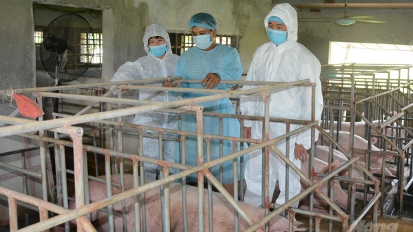 Nam Định: Nhập lợn ông bà, phục vụ tái đàn