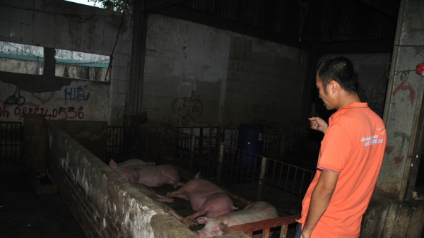 Lào Cai: Khó quản lý giết mổ gia súc nhỏ lẻ, tự phát