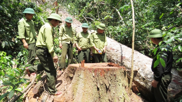 Quảng Bình chỉ đạo xử lý vụ khai thác trái phép rừng Trường Sơn