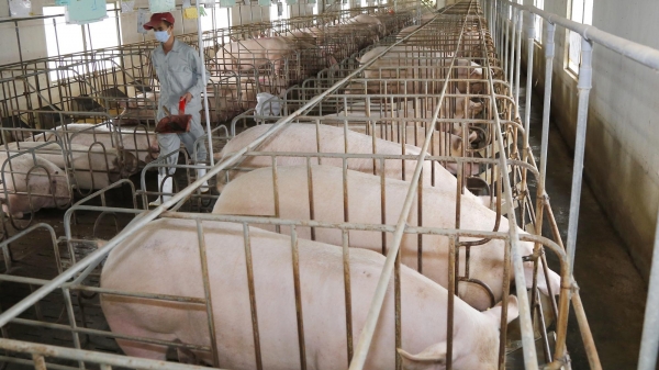 Tổng đàn lợn Khánh Hòa tăng hơn 27%