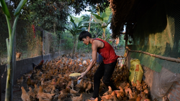 Tuyên Quang: Phát triển chăn nuôi theo hướng hàng hóa