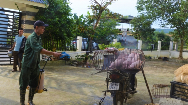 Tuyên Quang: 7 xã có bệnh Dịch tả lợn châu Phi chưa qua 30 ngày
