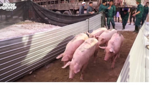 Thống nhất thủ tục nhập khẩu lợn sống từ Thái Lan về giết mổ