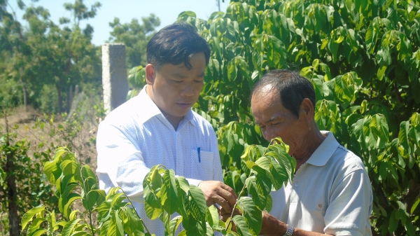 Người tiên phong trồng mãng cầu Thái ở Ninh Thuận