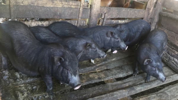 Lợn đen bản địa giúp vùng cao Hà Quảng giảm nghèo