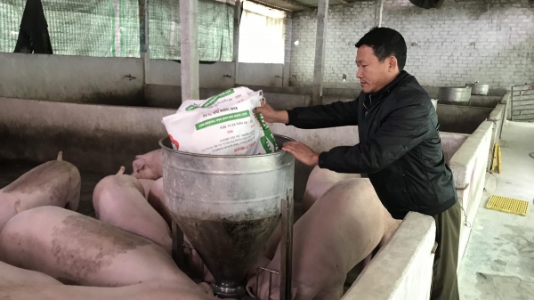 Quảng Ninh: Tái đàn lợn cần chất lượng hơn số lượng