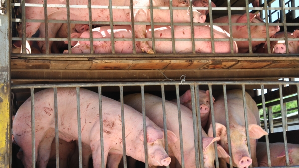 500 con lợn sống nhập khẩu từ Thái Lan về đến Nghệ An