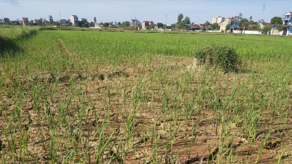 Nghệ An: Nhiều diện tích lúa hè thu bị đe dọa