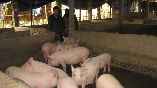 Khôi phục chăn nuôi lợn sau dịch bệnh