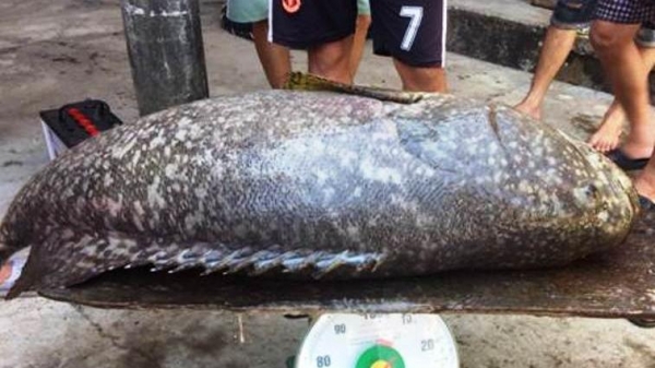 Thu hoạch cá mú nghệ 55kg trên phá Tam Giang