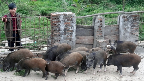Thanh Hóa: Gần 489 tỷ đồng hỗ trợ thiệt hại do dịch tả lợn châu Phi