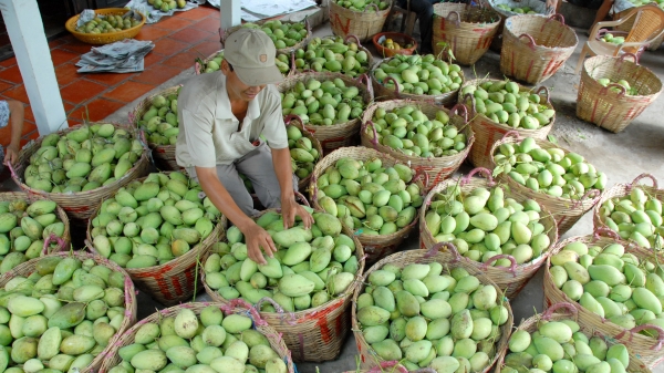 Trồng xoài hữu cơ gắn với du lịch sinh thái