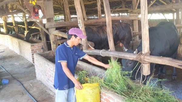 Ba loại vật nuôi thế mạnh trong tái cơ cấu ngành chăn nuôi ở Bình Định
