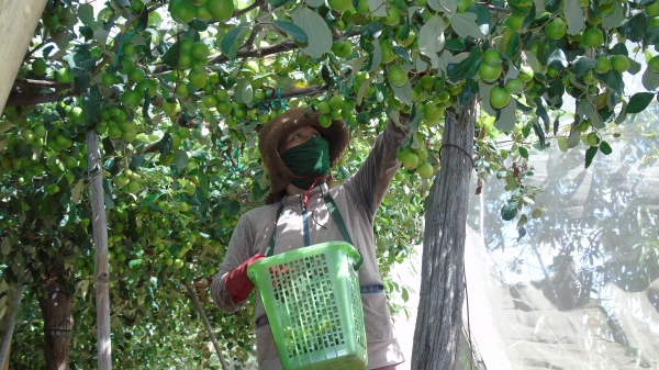 Ninh Thuận: Ứng dụng kỹ thuật bao lưới chống ruồi vàng cho vườn táo