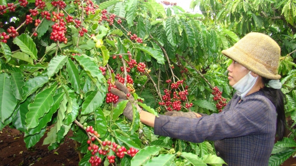 Sản xuất cà phê, hồ tiêu bền vững ở Tây Nguyên bằng cách nào?