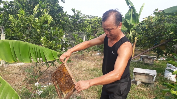 Ông lão 80 tuổi và bí quyết nuôi ong cho mật ngọt