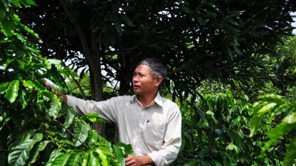Liên kết sản xuất cà phê chất lượng cao bền vững