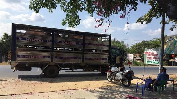 Bình Thuận: Kiểm soát chặt vận chuyển lợn, sản phẩm từ lợn