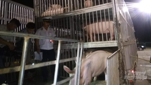Ngăn chặn vận chuyển trái phép lợn, sản phẩm từ lợn qua biên giới Việt -Lào
