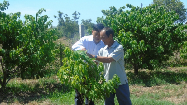 Ninh Thuận: Hỗ trợ cây giống mãng cầu Thái cho nông dân