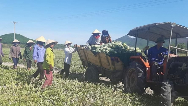 Hà Tĩnh: Nắng nóng, thu hoạch dưa hấu bán được giá